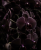 Gemini_Generated_Image_pvm7lfpvm7lfpvm7.png